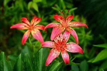 Three pink tiger lily flowers growing in summer garden