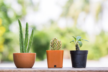 Small cactus in pot on wooden table for small garden decor.