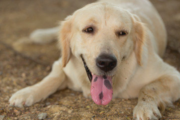 Cute dog close up