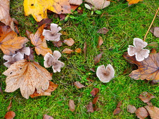 Pilze feucht von Nebel