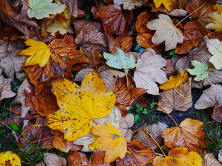 Herbstlaub