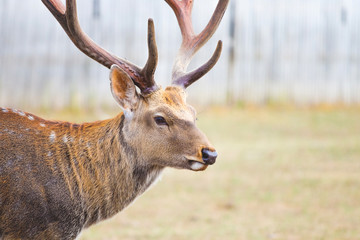 Naklejka na ściany i meble Portrait of deer with antlers close up on blurred background_
