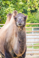 Camel with two humps in the zoo in sunny weather._