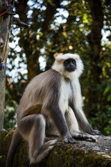 monkey