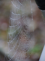 Spinnetz im Nebel voller Wassertröpfchen