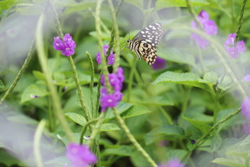 bee on flower