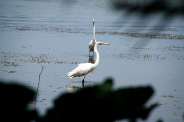 florida bird