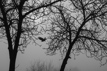 Black crow, flying between the silhouettes of leafless trees in a foggy winter day (black & white image)