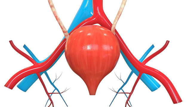 human bladder anatomy, red and blue vessels clip art preview