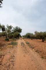Road through the mountains of the Senia