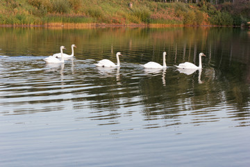 Naklejka na ściany i meble A flock of swans on vacation.