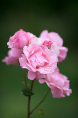 Fototapeta na wymiar Pink roses gather rain drops after a morning shower in a garden by the sea