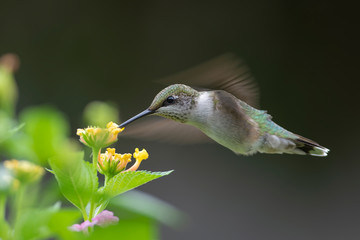 Fototapeta na wymiar Hummingbird Macro