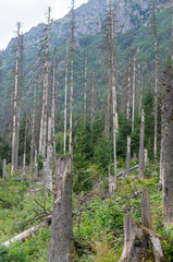 Dead spruce trees are infected by the European spruce bark beetle in the Tatra National Park