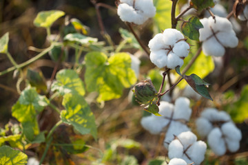 cotton plantation background farming concept