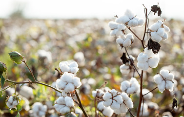 cotton plantation background farming concept - obrazy, fototapety, plakaty