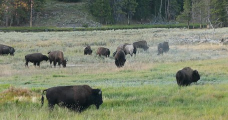 Yellowstone National Park wildlife and animal refuge for great herds of American Bison Buffalo and Rocky Mountain Elk. Geothermal ecosystem. Biology, geography and ecology.