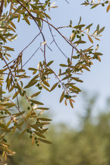 A close-up of olives and branches