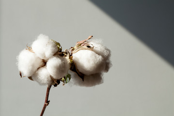 cotton plantation background farming concept