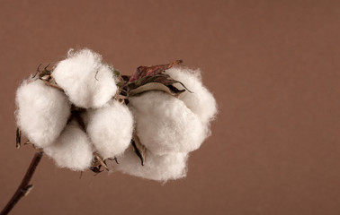 cotton plantation background farming concept