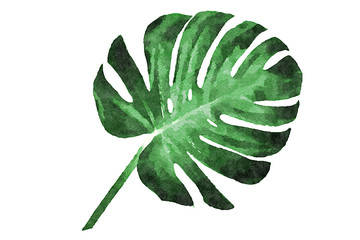 Digital art painting - green leaf of a tropical flower monstera isolated on white background...