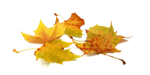 Feuilles mortes de platane