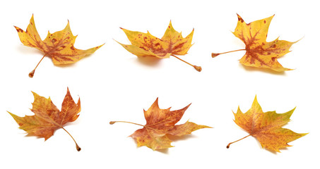 Feuilles mortes de platane