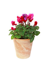 Mini Cyclamen rouge en pot	