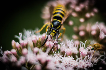 Wespe an Blumen