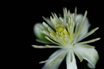 Fototapeta premium Erblühen in der Nacht
