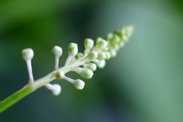 a branch of a tropical plant with buds on a blurred natural background