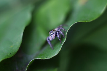 jumping spider on tropical leaves
