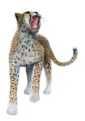 3D Rendering Big Cat Cheetah on White