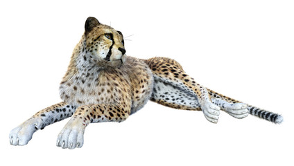3D Rendering Big Cat Cheetah on White