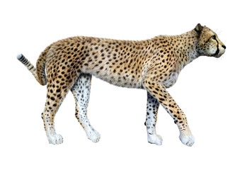 3D Rendering Big Cat Cheetah on White