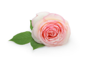 Rosenblüte liegt auf  weißem Hintergrund