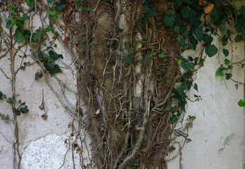 beautiful natural pattern of ivy on the wall of an abandoned building