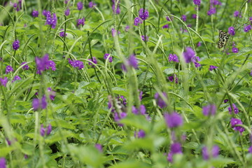 blue flowers in the garden