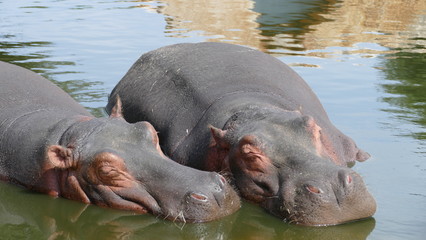 Ippopotami che dormono in acqua  