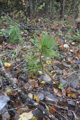 Pinus sibirica