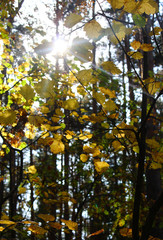 Pine forest. Early autumn. Sunny warm day. Yellow foliage