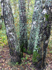 view of the forests in the late summer, Curonian Spit