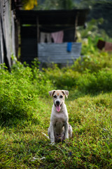 dog in village