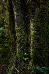 trees in the forest, Te Wahipounamu