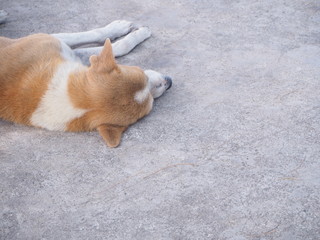 The dog was lying face down on the cement floor.