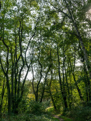 Obraz premium view of the forests in the late summer, Curonian Spit