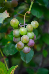 Ripe plants of white wine in the vineyard. New crop close-up.
