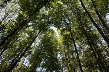 Dense forest. Bottom view of the tops of trees. Tall trees in the forest cover the sky.