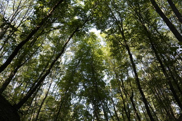 Dense forest. Bottom view of the tops of trees. Tall trees in the forest cover the sky.