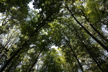 Dense forest. Bottom view of the tops of trees. Tall trees in the forest cover the sky.